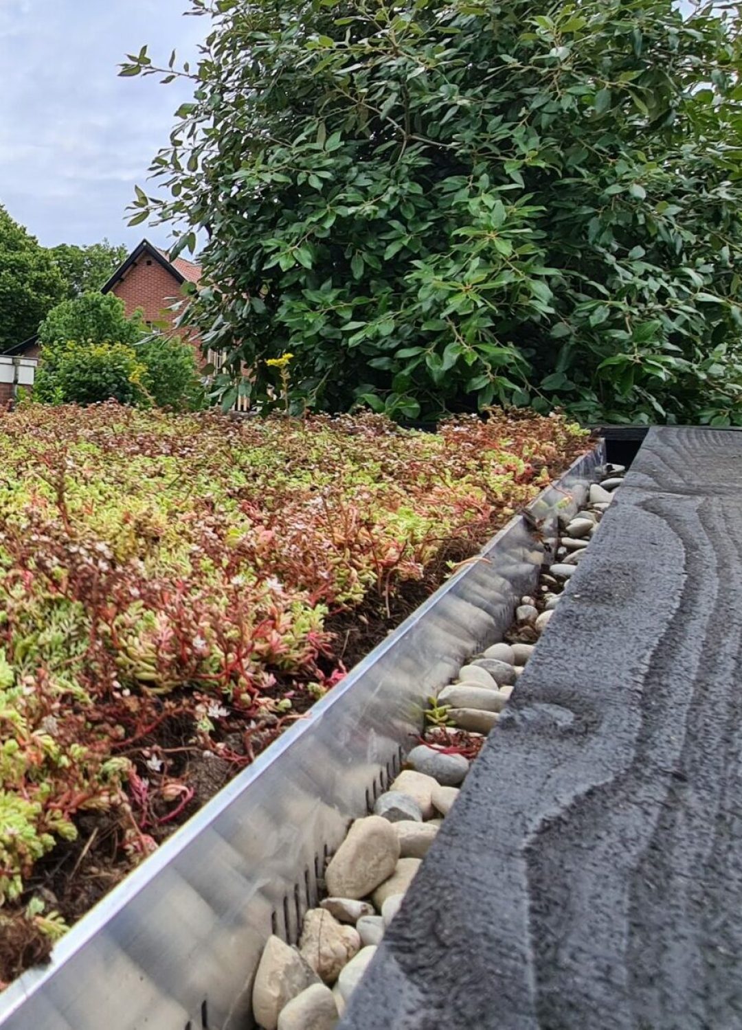 Close-up van een sedumdak, kleurt ook mooi op een all black schuur van MYWOOD